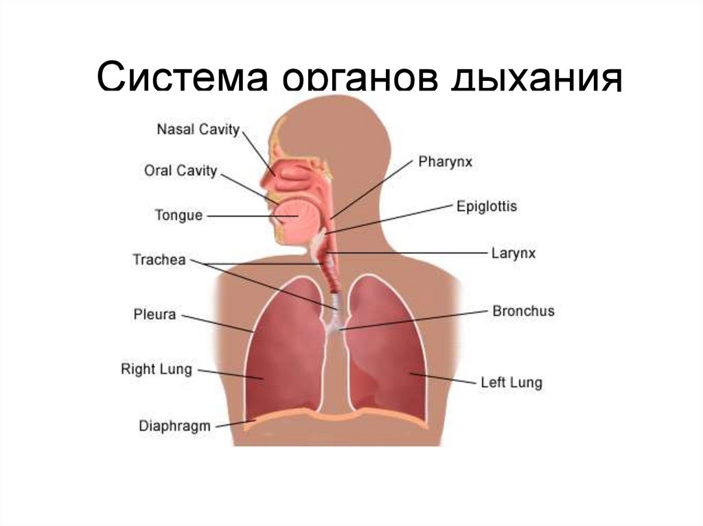 Система органов дыхания