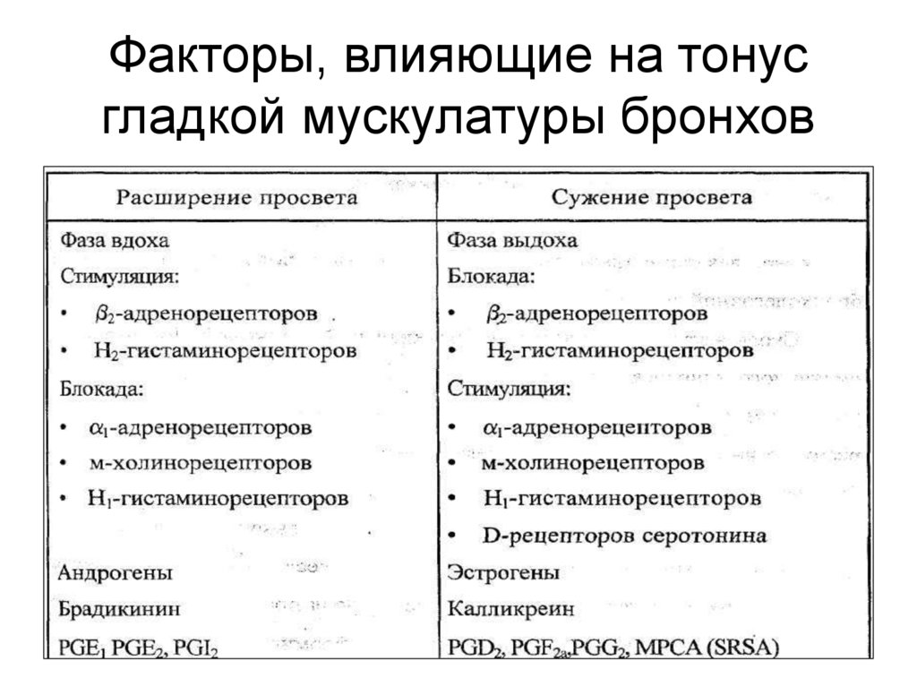 Факторы, влияющие на тонус гладкой мускулатуры бронхов