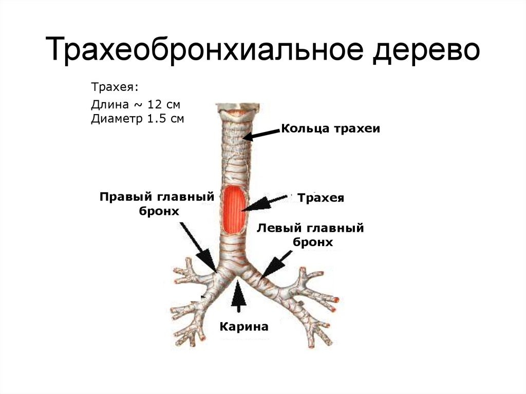 Бронхи и трахеи на картинке