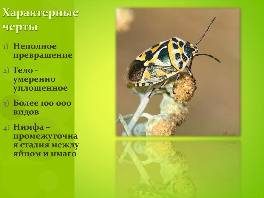 Характерные черты