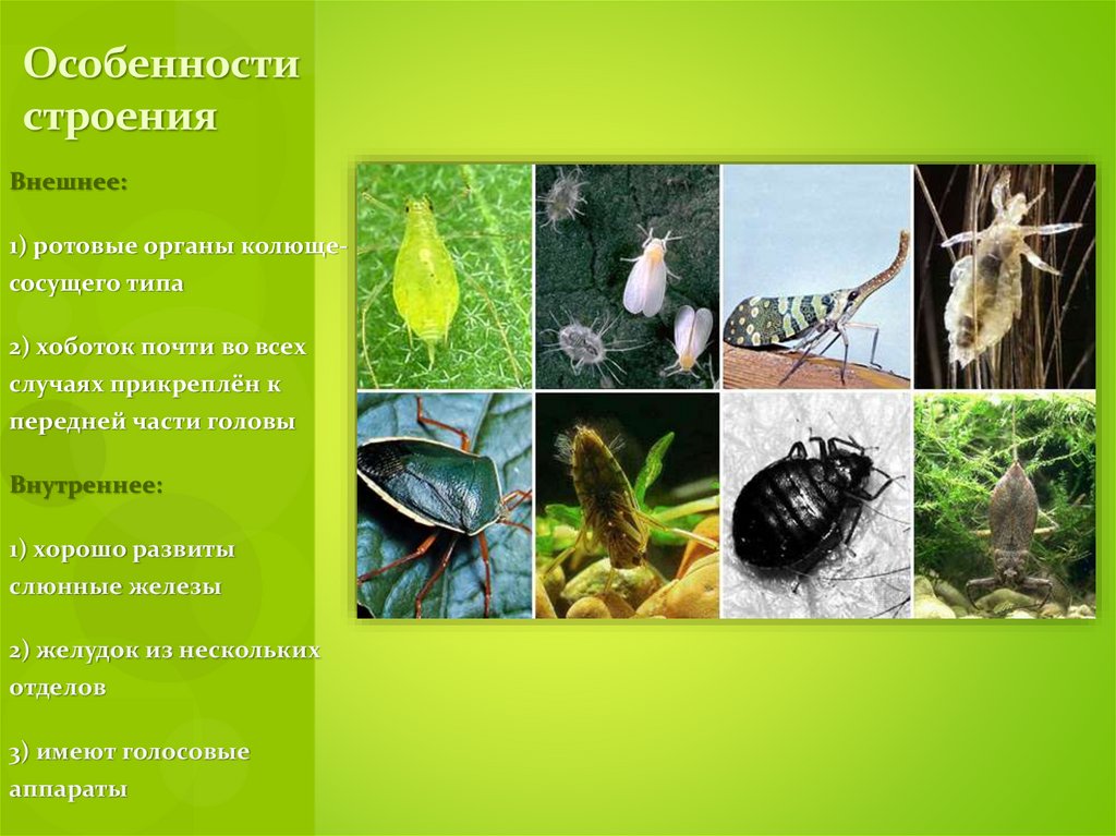 Особенности строения