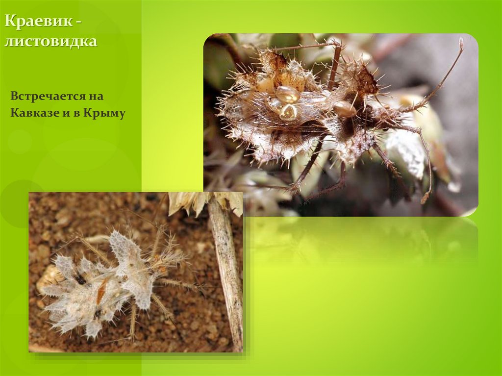 Краевик - листовидка