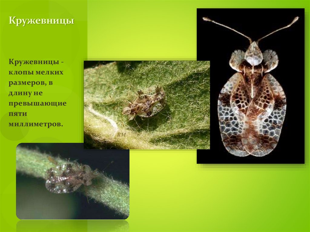 Кружевницы