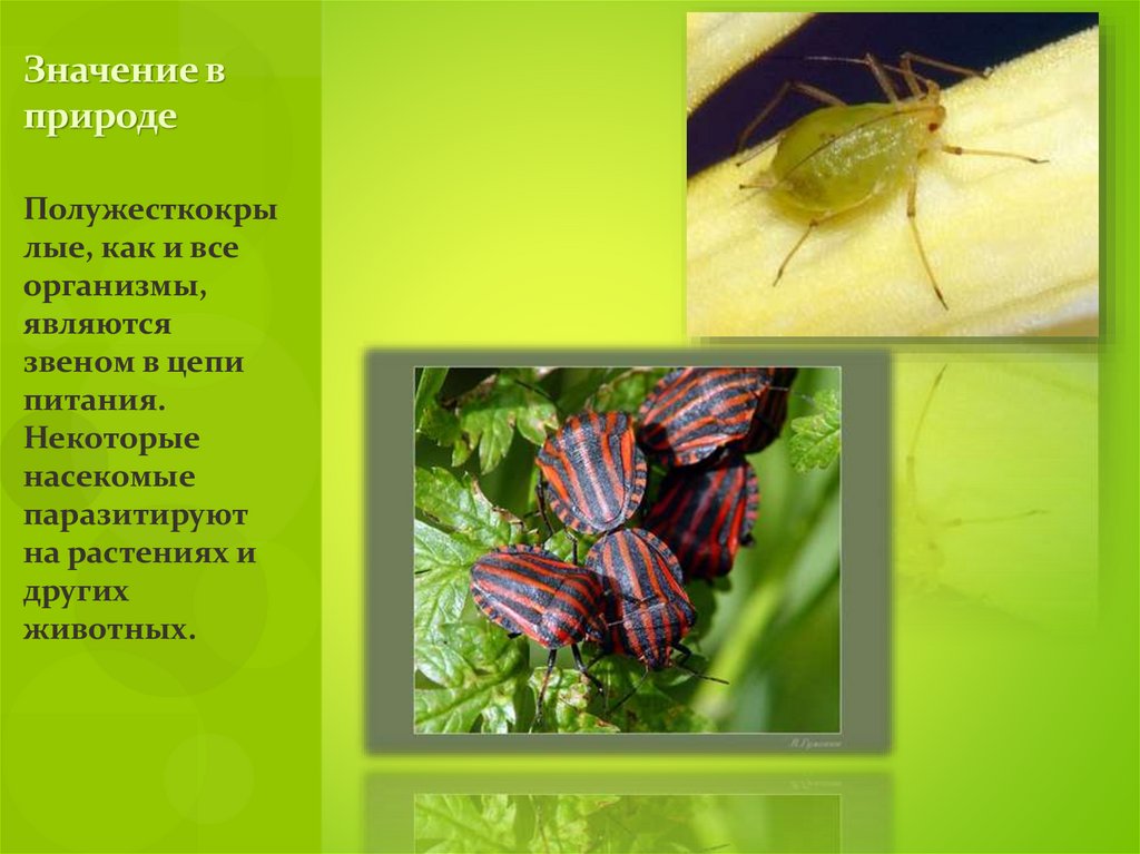 Значение в природе