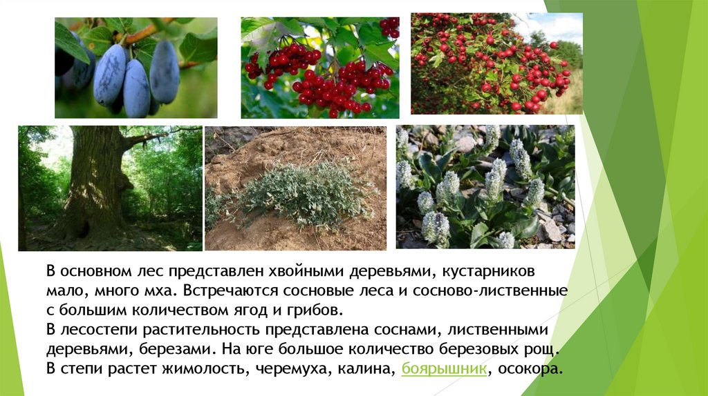 Реферат: Памятники природы Челябинской области