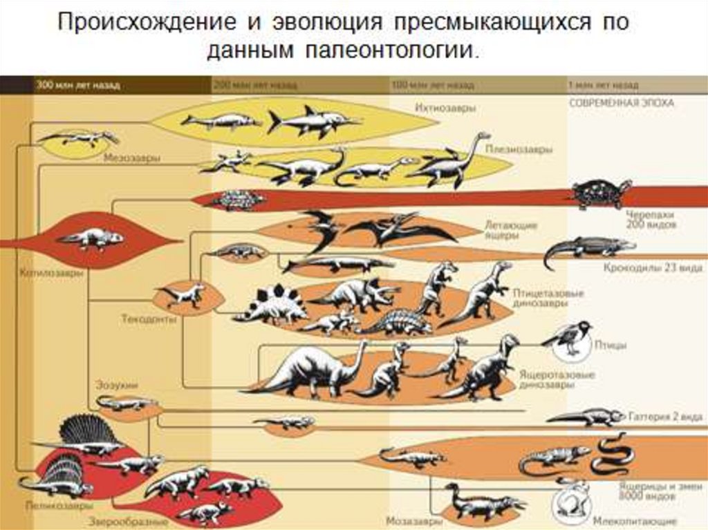 Появления групп животных на земле. Эволюционное Древо рептилий. Эволюция пресмыкающихся. Классификация древних рептилий. Эволюция рептилий схема.