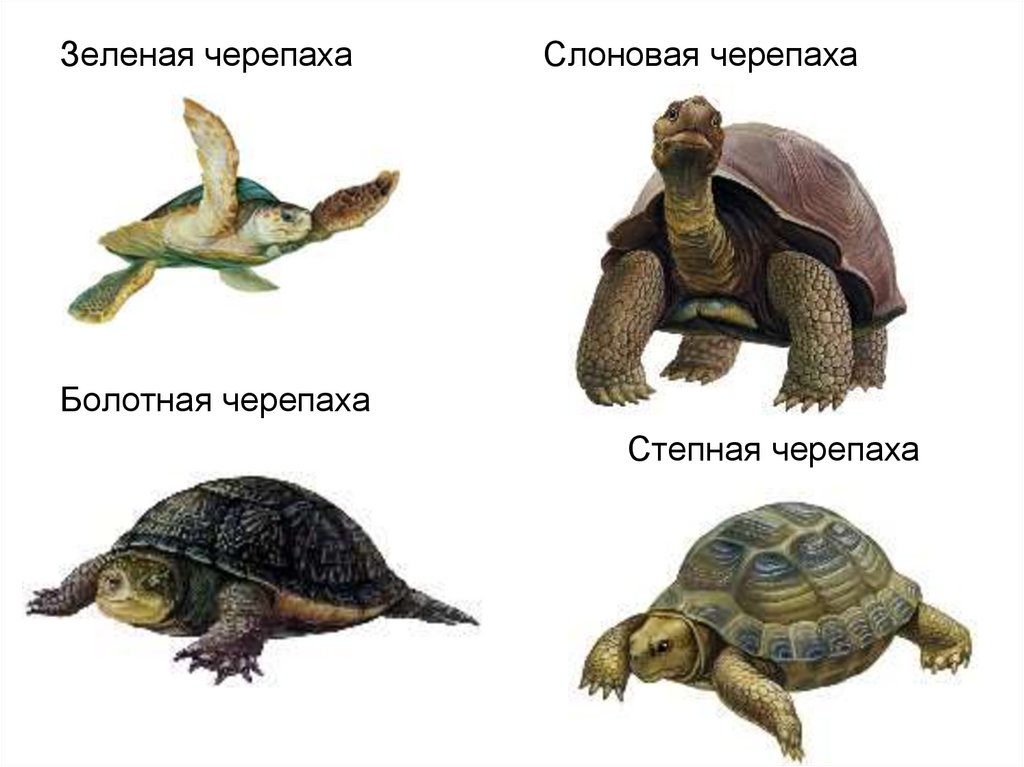 Признаки класса черепахи