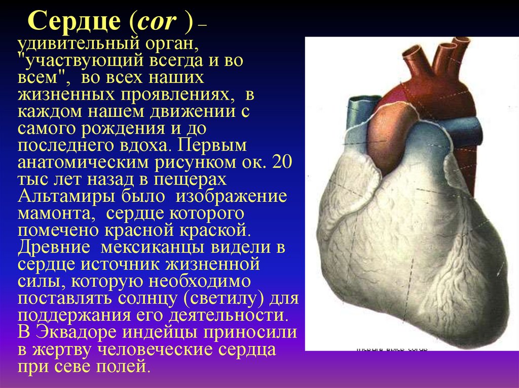 Формирование сердца