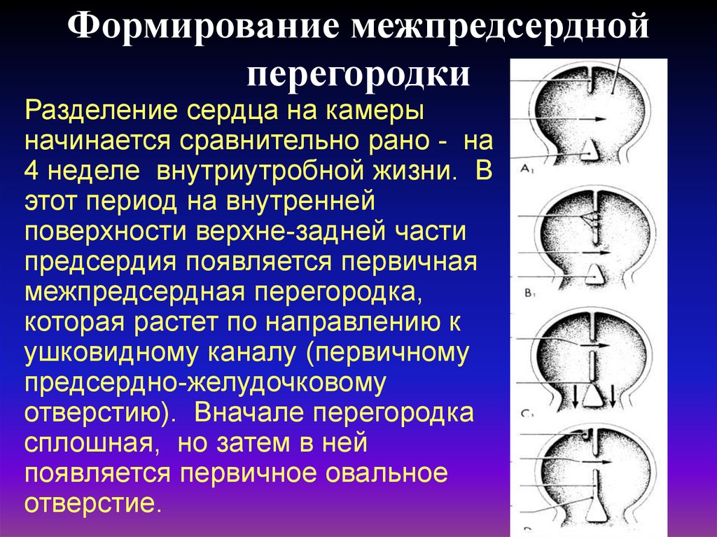 Формирование сердца