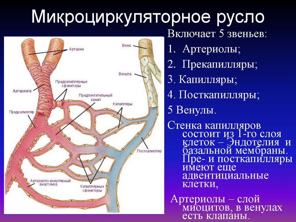 Соответствие артерии вены капилляры. Микроциркуляторное русло гистология анастомоз.