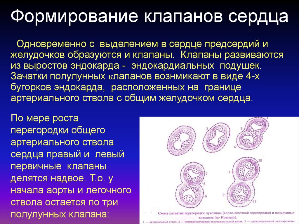 Формирование сердца