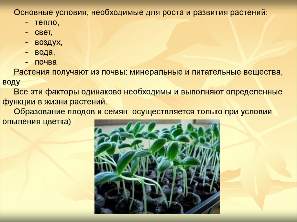 В чем заключается процесс развития для растения. Условия роста и развития растений. Необходимые условия для растений. Условия необходимые для роста и развития растений. Условия необходимые для развития растений.
