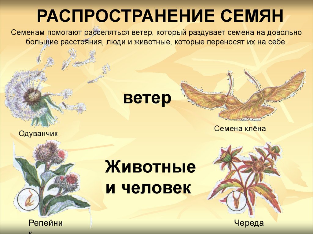 Условия роста и развития растения 2 класс 21 век презентация