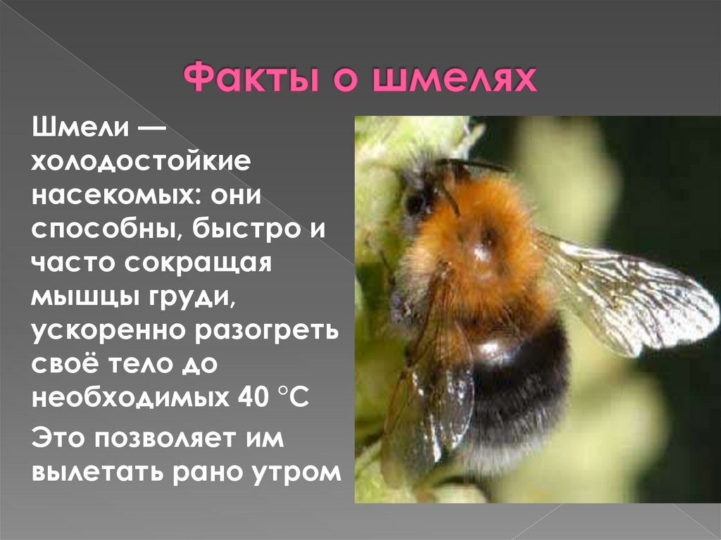 Шмель разбор. Факты о шмелях. Шмель презентация 2 класс. Шмель краткое описание. Доклад про шмеля.