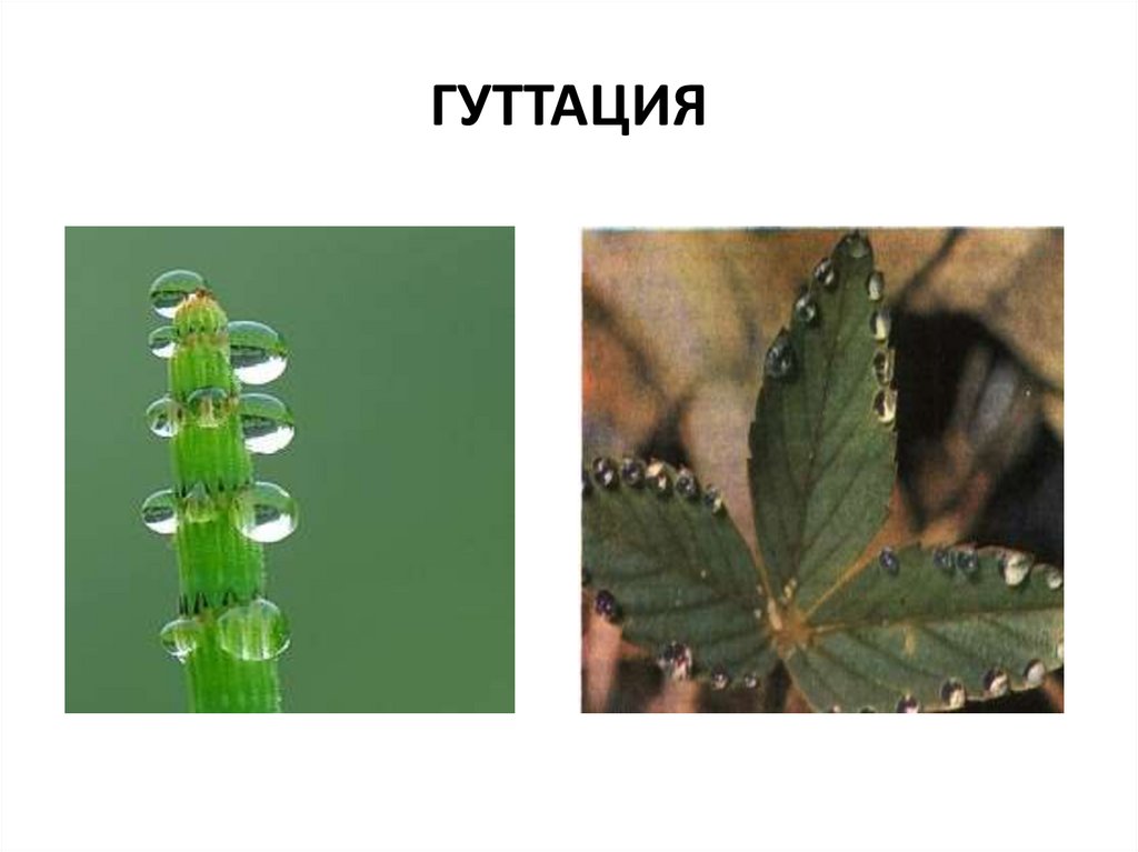 Жидкость листа. Гуттация. Гуттация у растений это. Гуттация и плач растений. Процесс гуттации.