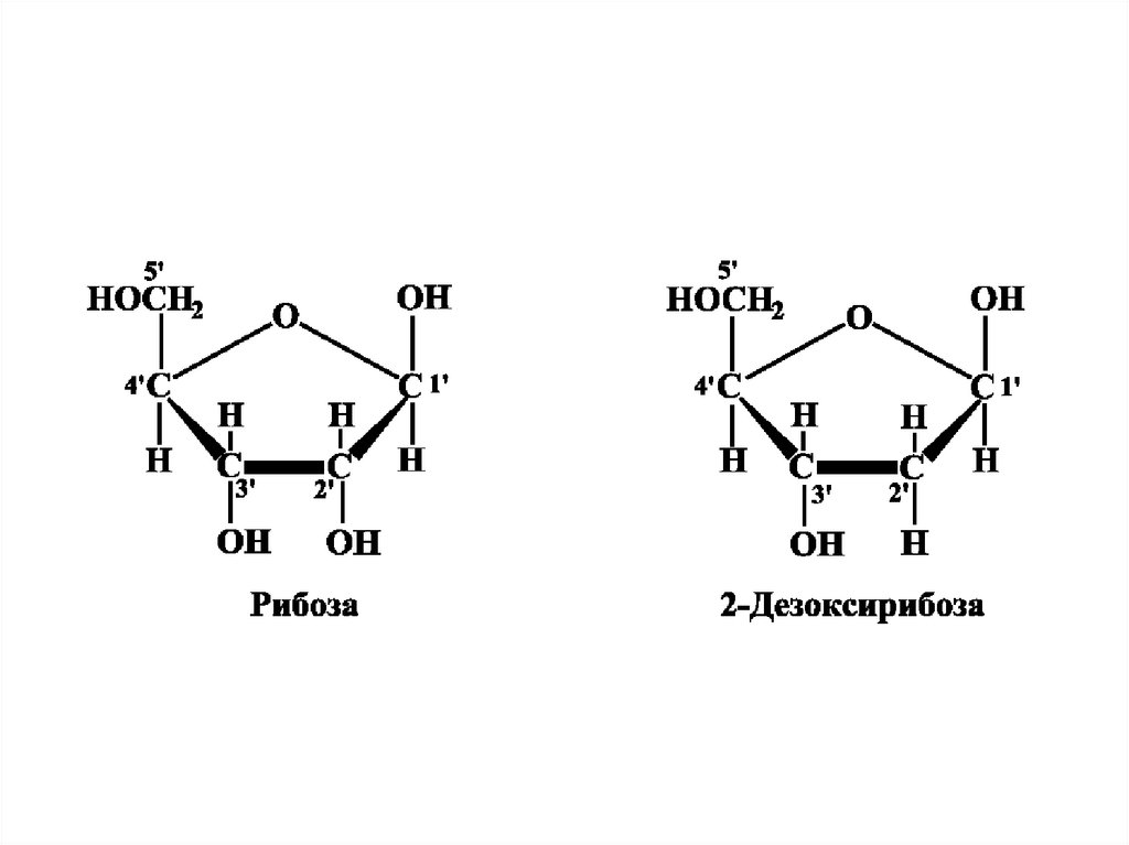 Строение рибозы. Циклические формы рибозы и дезоксирибозы. Структура рибозы и дезоксирибозы. Рибоза структурная формула. 3 Дезоксирибоза.