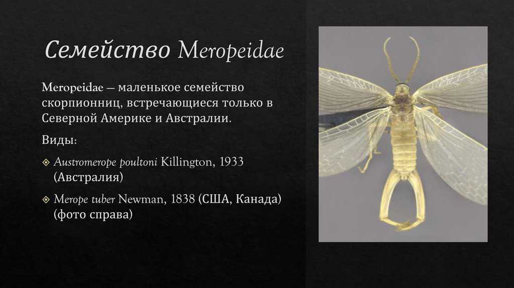 Семейство Meropeidae