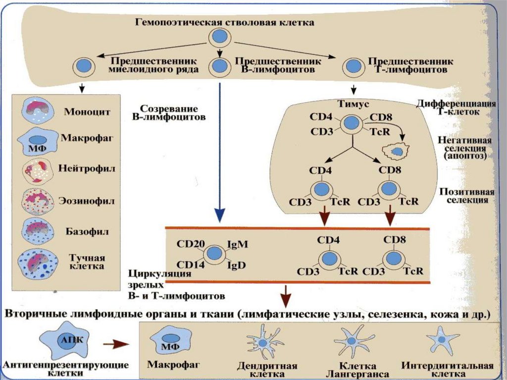 Т и б клетки. Схема развития т лимфоцитов в тимусе. Схема образования клеток иммунной системы. Схема дифференцировки в лимфоцитов. Этапы дифференцировки т лимфоцитов иммунология.