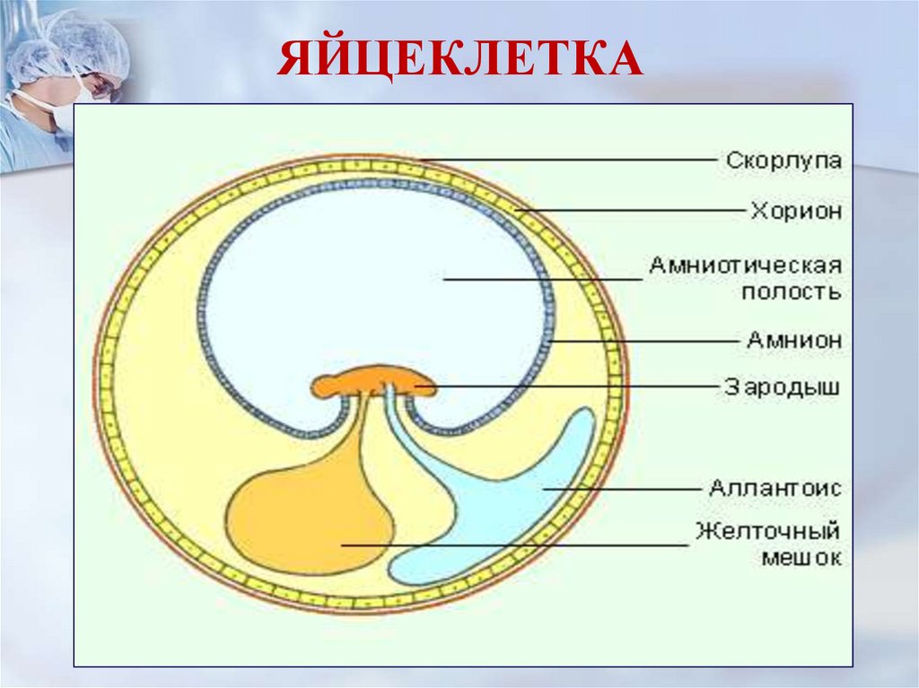 Амниотическое яйцо пресмыкающихся. Зародышевая оболочка амнион. Строение яйца птицы амнион. Строение зародыша хорион амнион. Строение эмбриона аллантоис хорион.