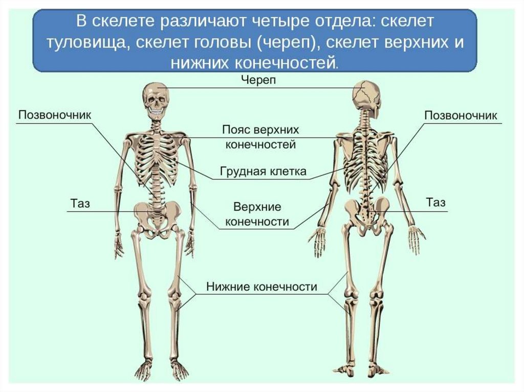 Двигательная система человека 4 класс. Скелет человека опорно двигательная система. Строение опорно-двигательной системы человека (мышечная система).. Двигательная система - скелет и мышцы. Опорно двигательная система отделы скелета.