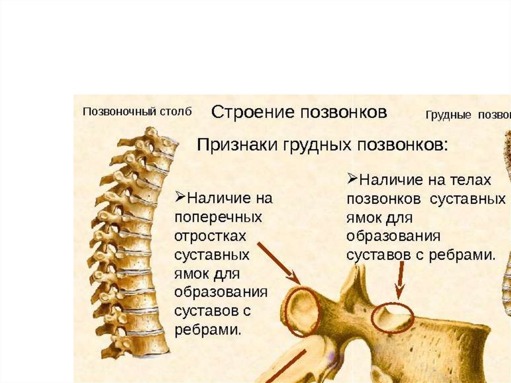 Скелет туловища образуют