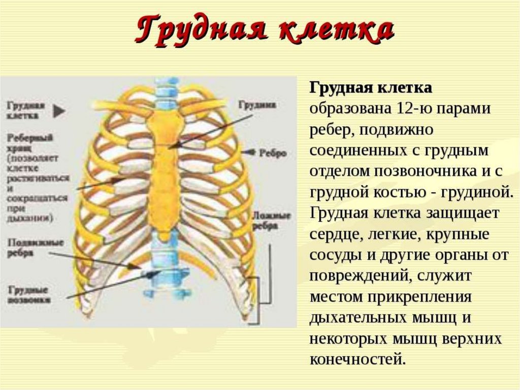 Ребро отдел скелета