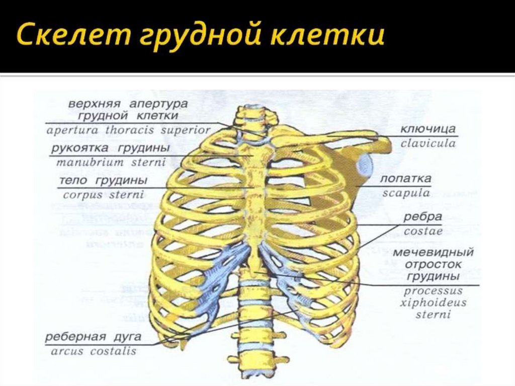 Рисунок грудной клетки с подписями