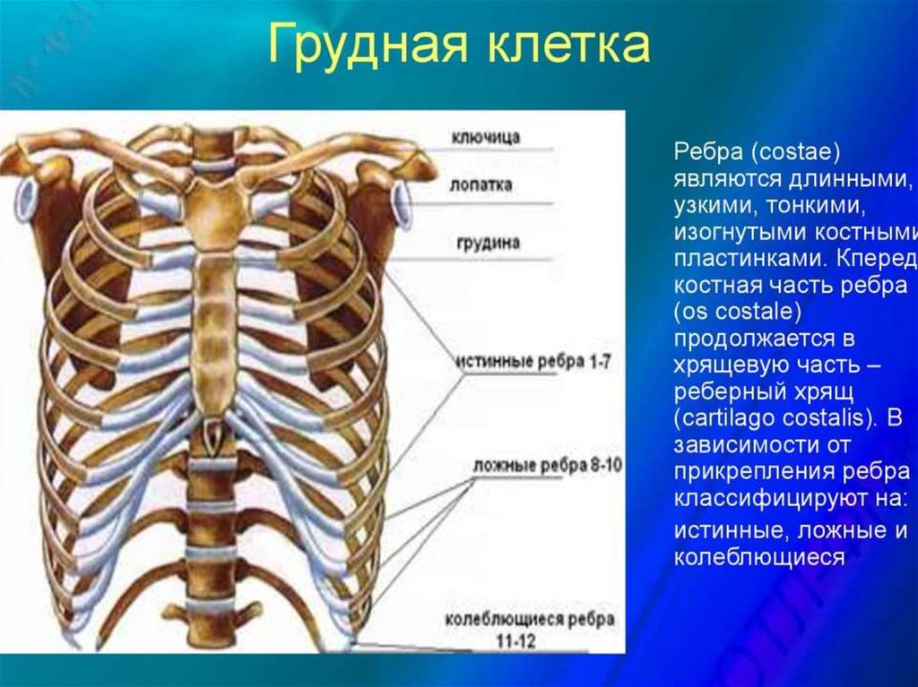 Схема строения грудины