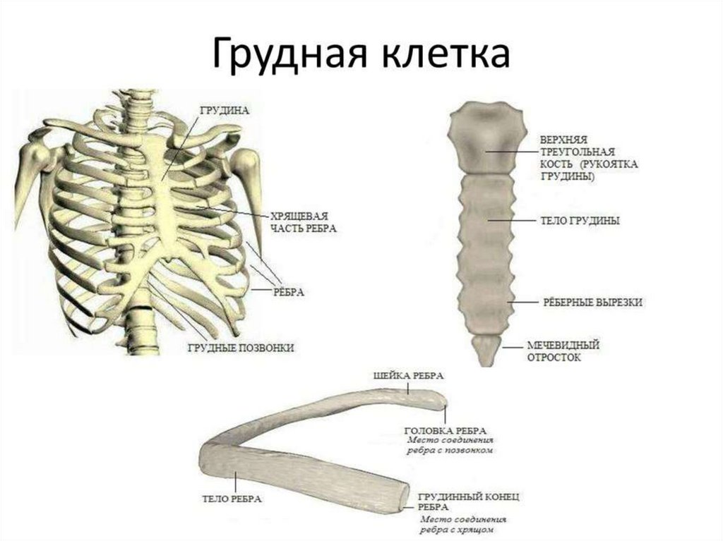 Рисунок грудина анатомия