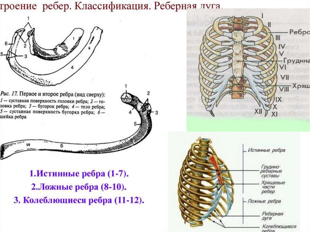 Схема строения межреберного промежутка