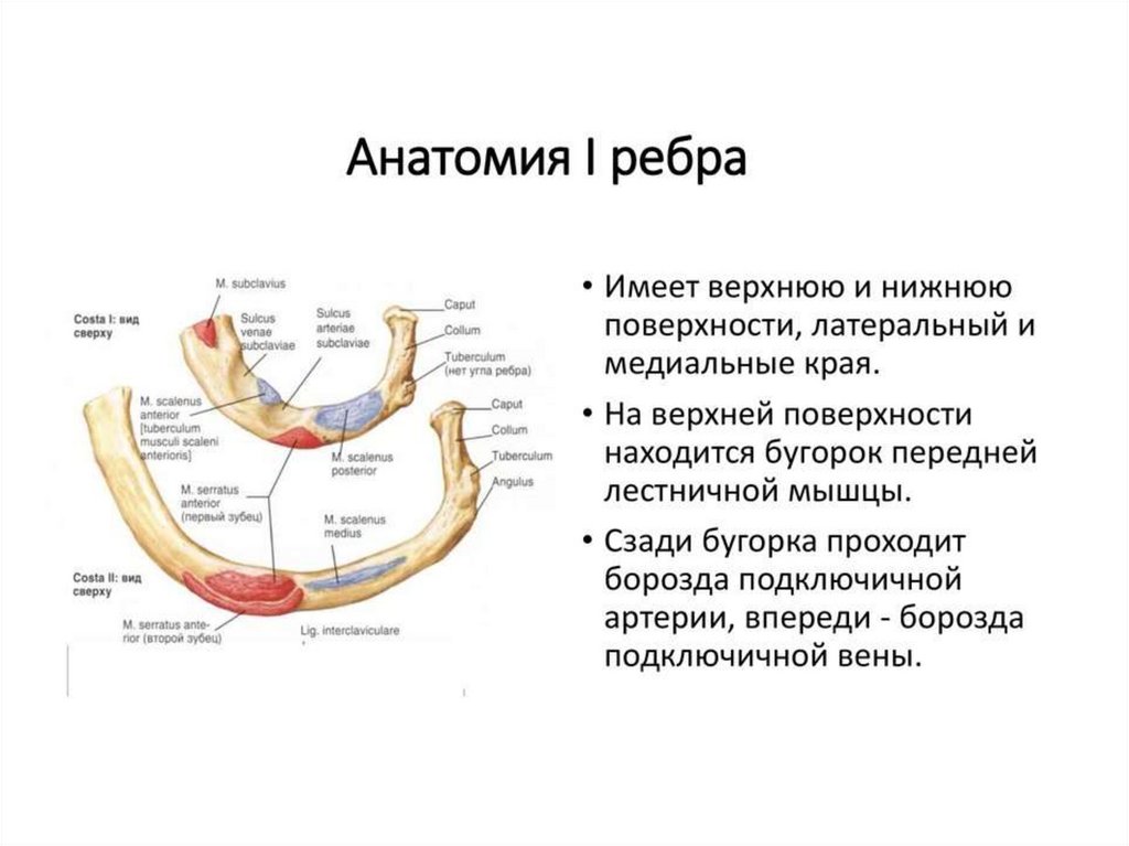 Края на верхней и нижней. Строение первого ребра анатомия. Анатомические структуры первого ребра. Особенности строения первого ребра. Бугорок передней лестничной мышцы 1 ребро на латыни.