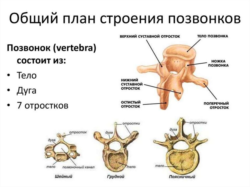 В позвоночнике различают отделы. Анатомическое строение позвонка. Схема строения позвонка отростки. Строение позвонка отделы человека анатомия. Строение скелета человека пзванка.