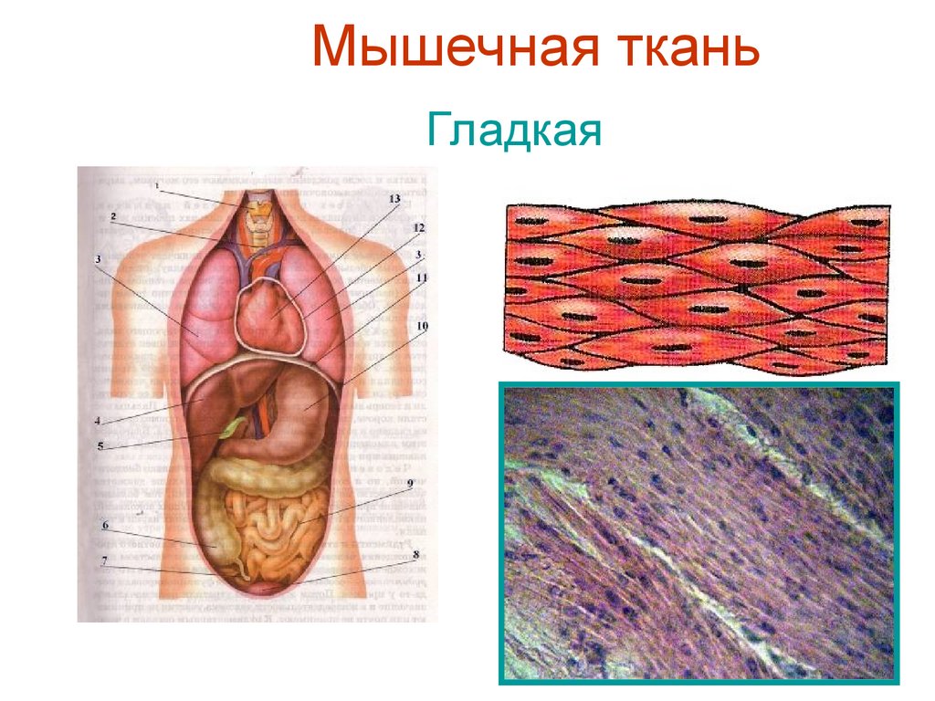 Гладкая мышечная ткань. Мышечная ткань гладкая мышечная ткань. Гладкая ткань. Гладкие мышцы ткани. Гладкая мускулатура ткань.