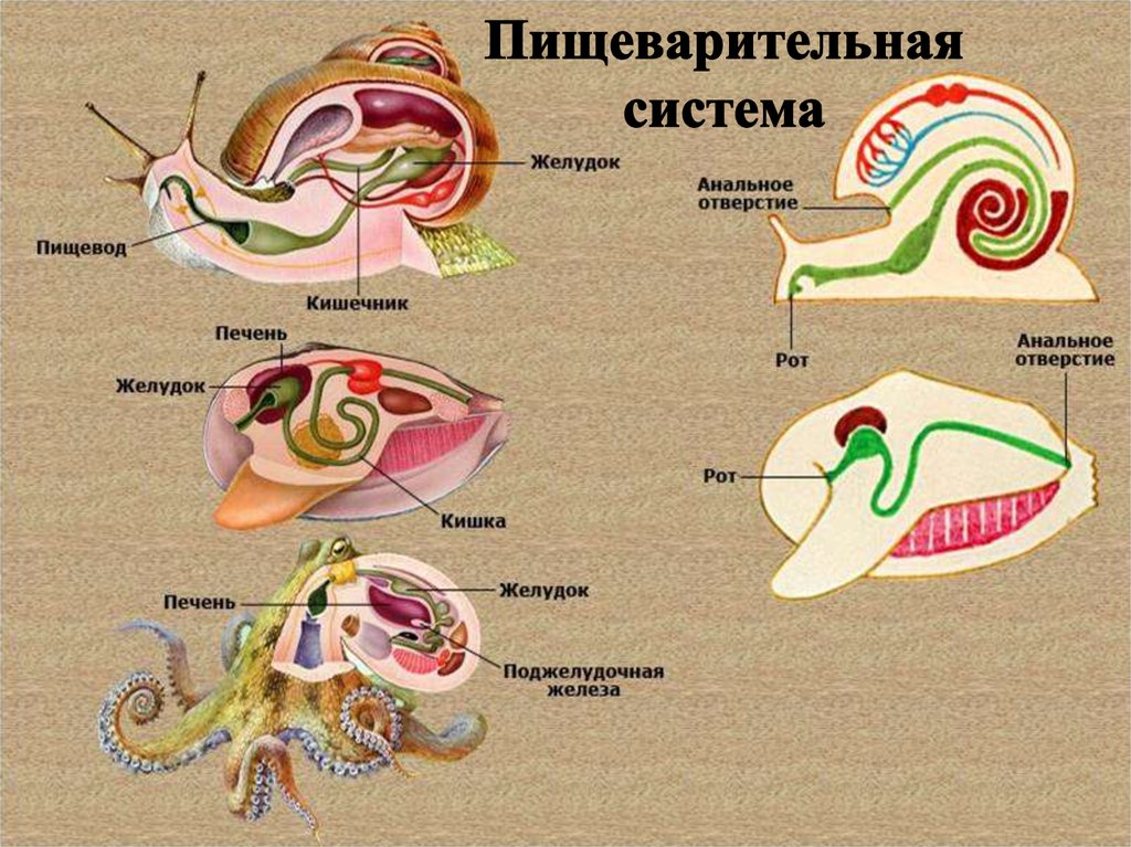 Тип моллюски схема