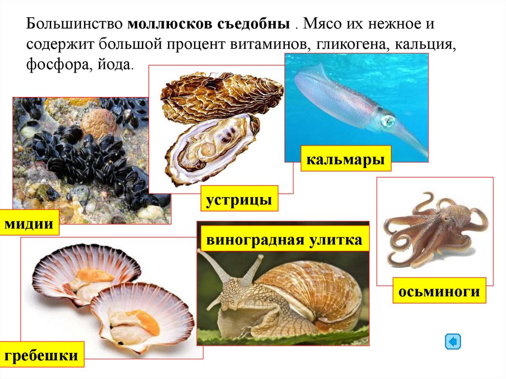 Моллюски тема по биологии 7 класс