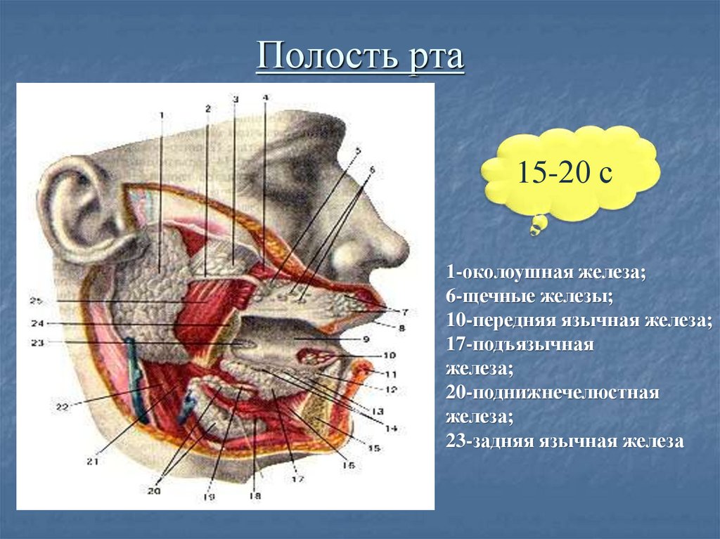 Ротовая полость физиология. Околоушная железа ротовая полость. Язычная слюнная железа.