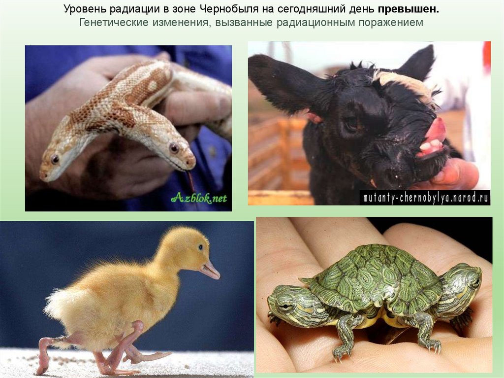 Случаи радиации. Чернобыль мутации животных. Чернобыль последствия животных. Чернобыльские мутации животных. Чернобыль последствия радиации.
