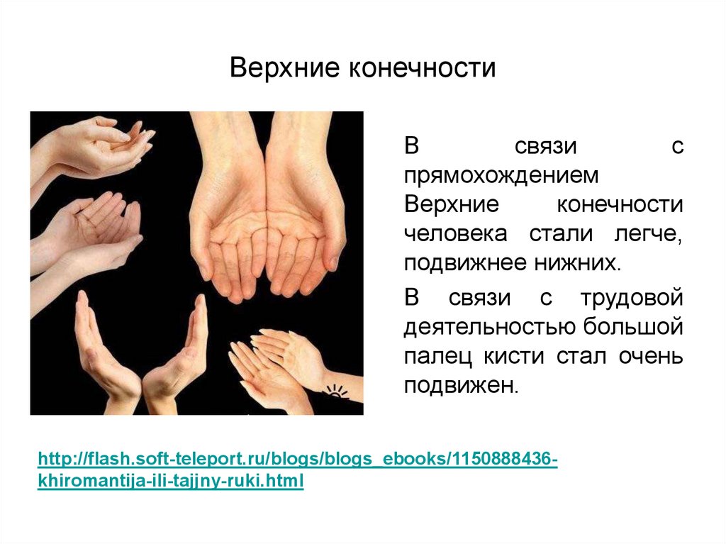 Особенности человека связанные с прямохождением. В связи с прямохождением у человека. Приспособления в связи с прямохождением. Назовите особенности человека связанные с прямохождением.