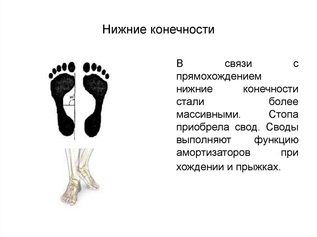 Особенности позвоночника человека связанные с прямохождением