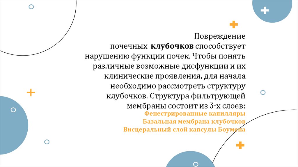 Фенестрированные капилляры Базальная мембрана клубочков Висцеральный слой капсулы Боумена