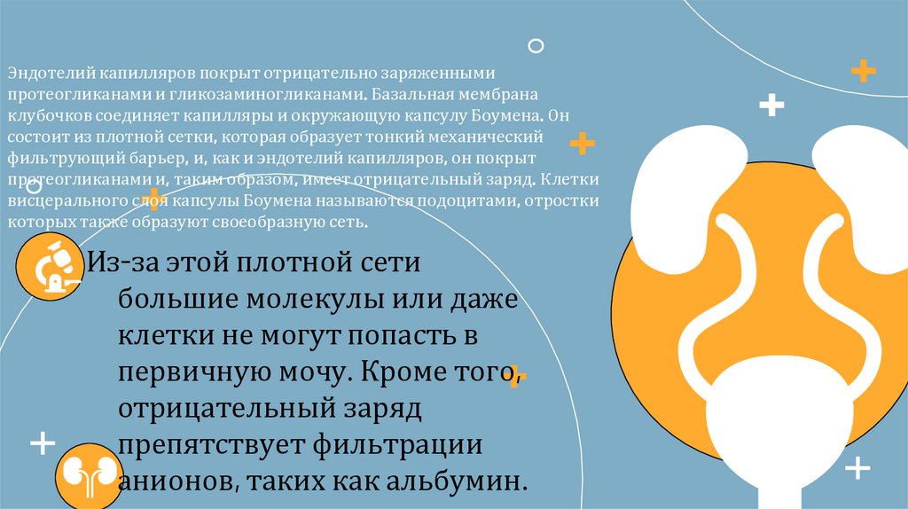 Эндотелий капилляров покрыт отрицательно заряженными протеогликанами и гликозаминогликанами. Базальная мембрана клубочков