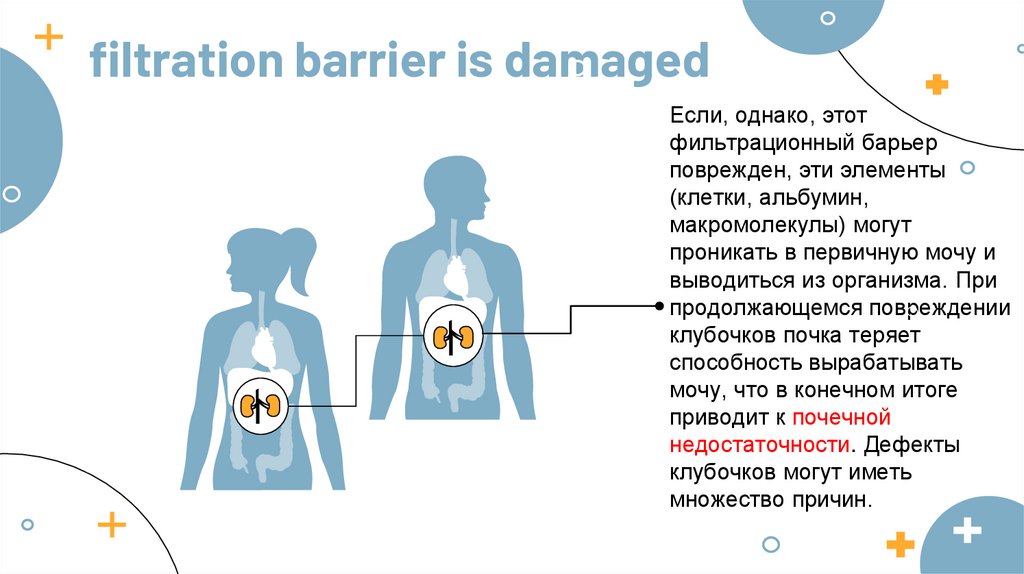 filtration barrier is damaged