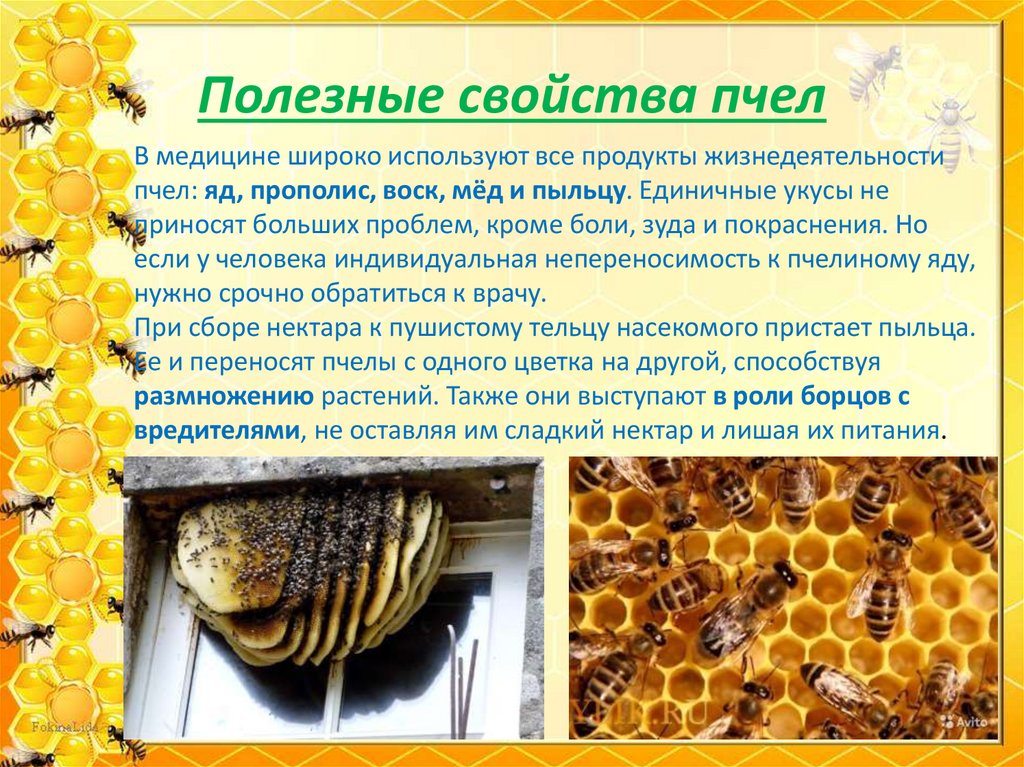 Полезные свойства пчел
