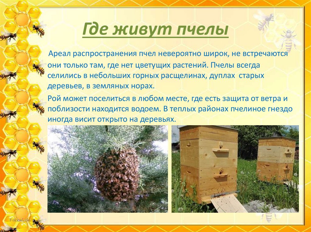 Где живут пчелы