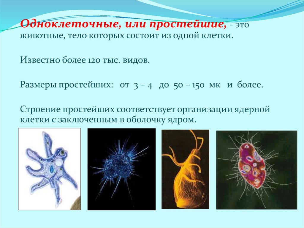 Какова роль в жизни одноклеточных организмов. Одноклеточные животные. Простейшие биология. Виды простейших. Типы одноклеточных животных.