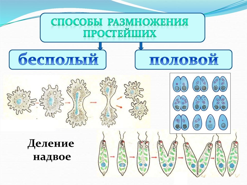 Процесс размножения