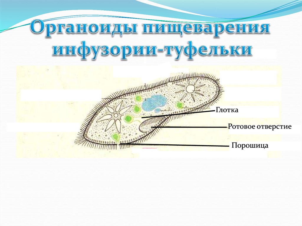 Пищеварения инфузории туфельки. Органоиды инфузория туфелька. Инфузория туфелька инфузория туфелька. Порошица у инфузории. Органеллы пищеварения инфузории туфельки.