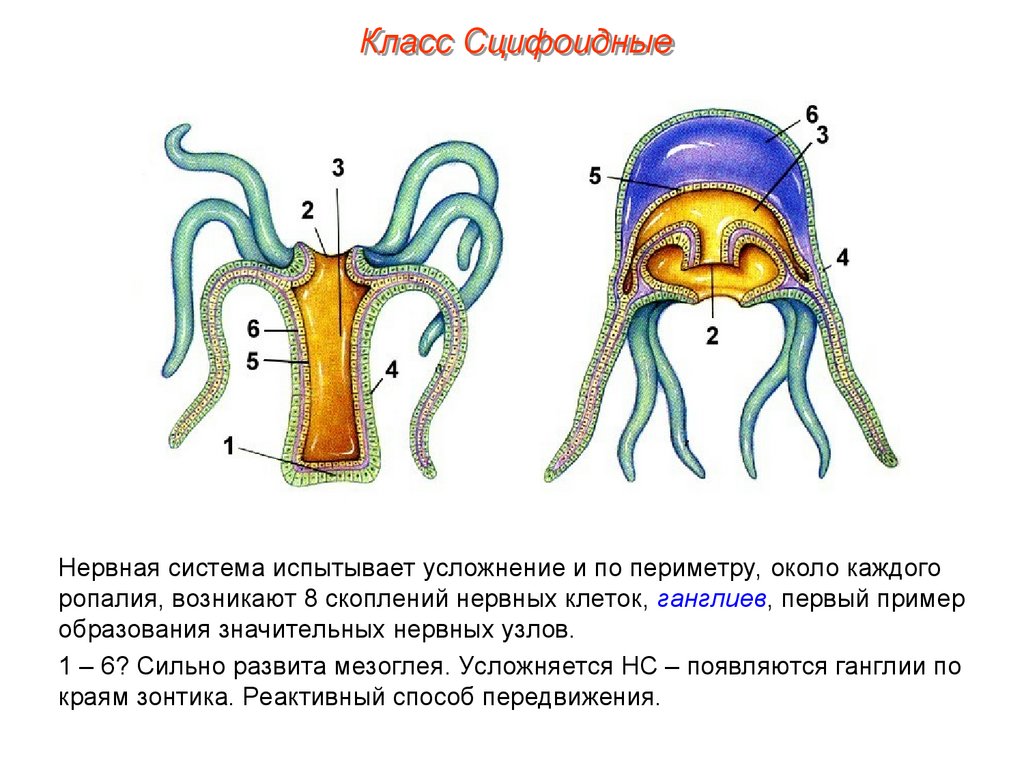 Нервная система кишечнополостных. Ропалии медузы. Мезоглея у медузы. Ганглии у кишечнополостных.