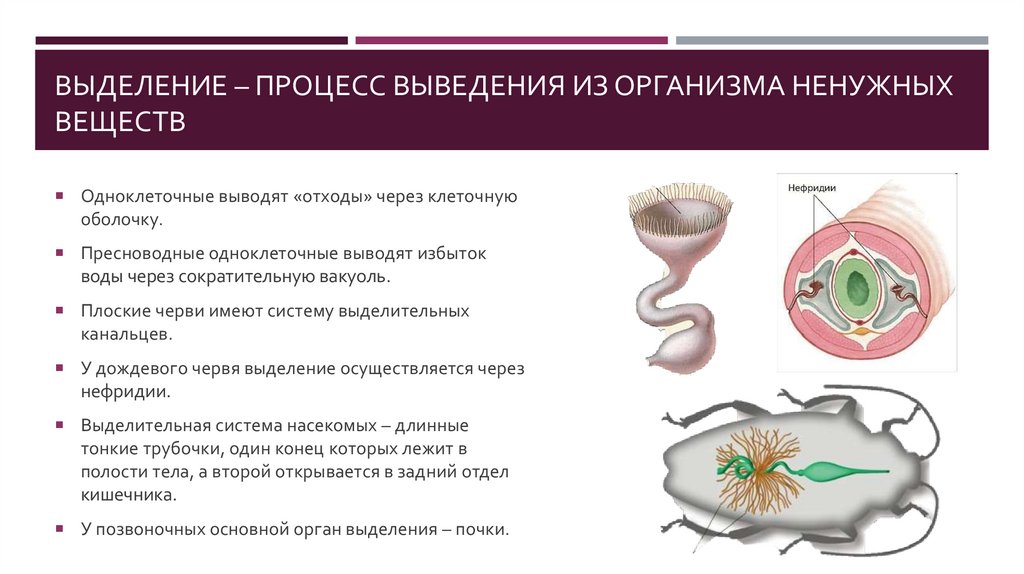 Выделительная система - презентация онлайн