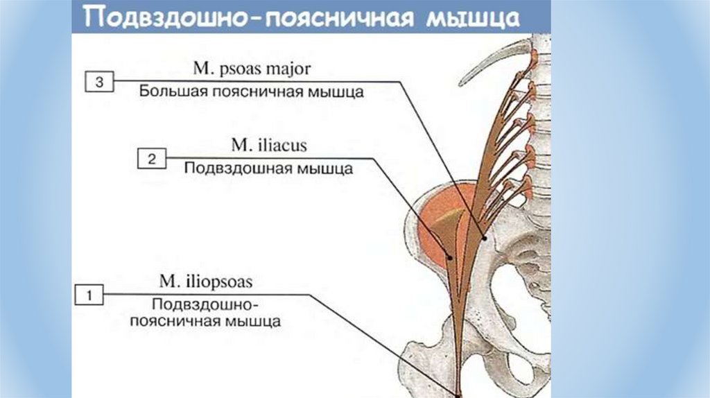 Подвздошная мышца прикрепление. Подвздошно-поясничная мышца вид спереди. Строение подвздошно поясничной мышцы. Подвздошно-поясничная мышца, m. Iliopsoas. Крепление мышц к подвздошной кости.